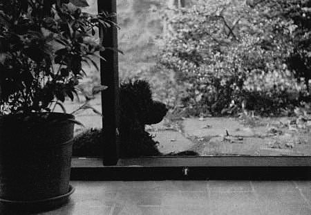 Portraits   |   His dog by the window                                     